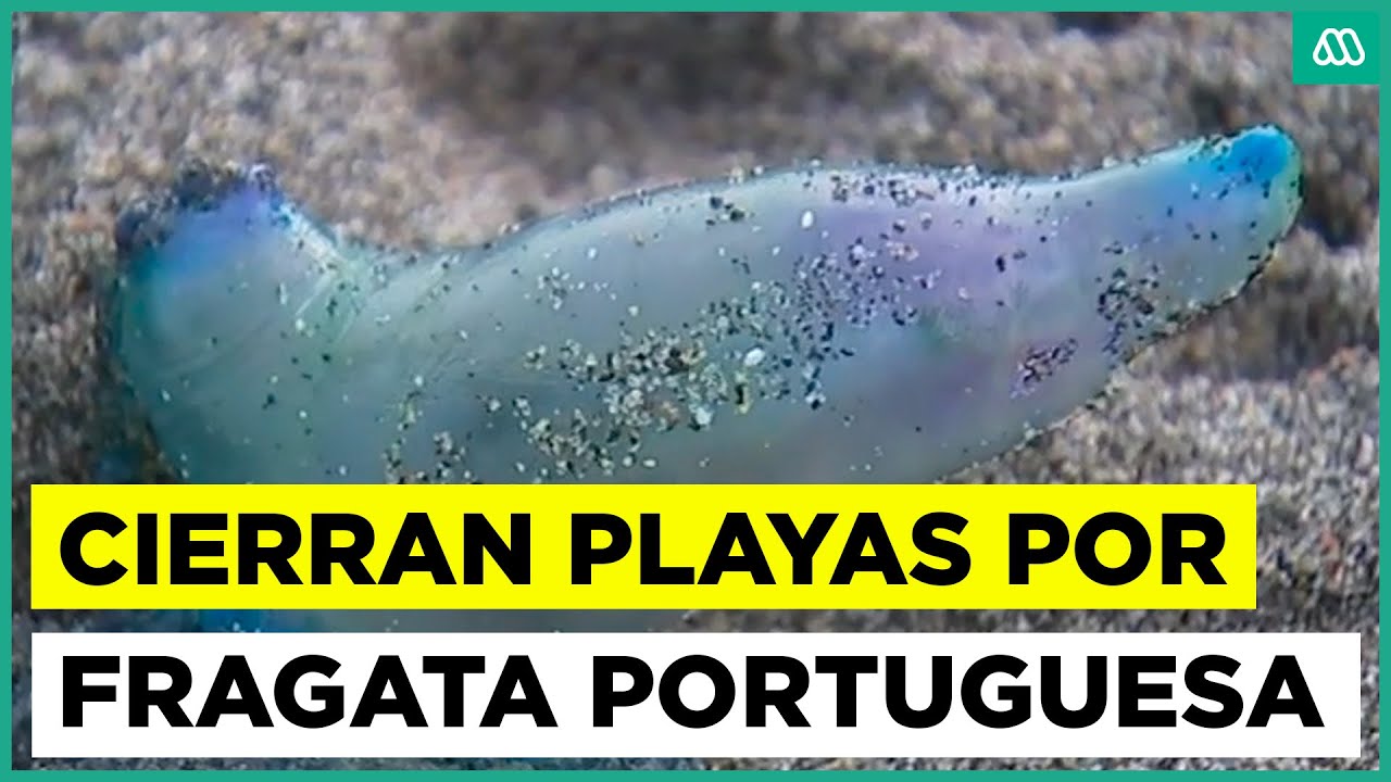 Cierre de playas en el litoral central por presencia de fragata portuguesa