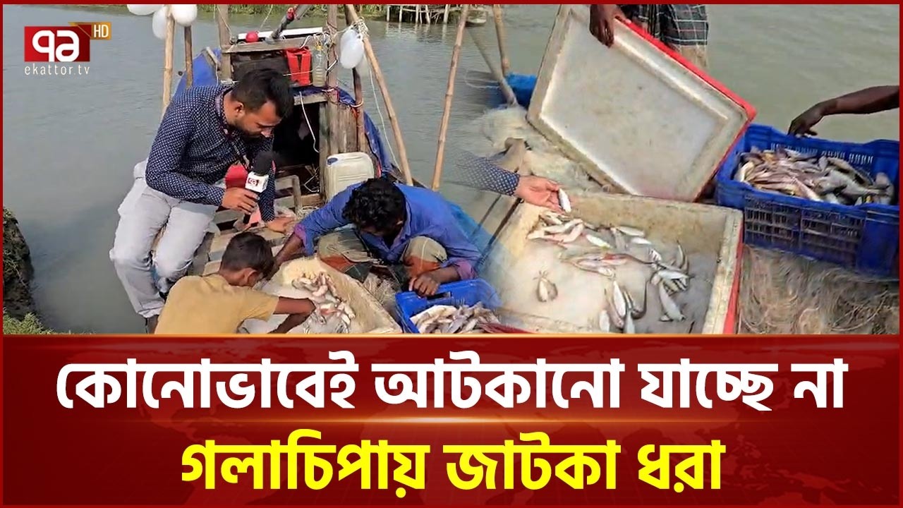 কোনোভাবেই আটকানো যাচ্ছে না গলাচিপায় জাটকা ধরা | jatka | Patuakhali | EkattorTV