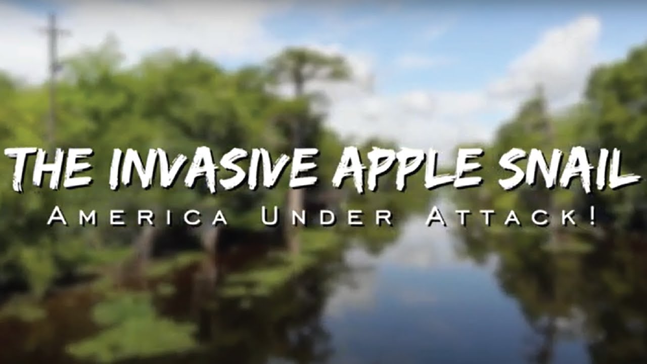 The Invasive Apple Snail with Chef Philippe Parola