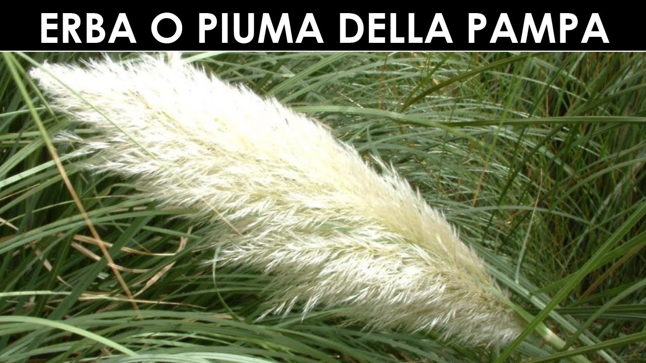 VErba Volant - L'erba della Pampa