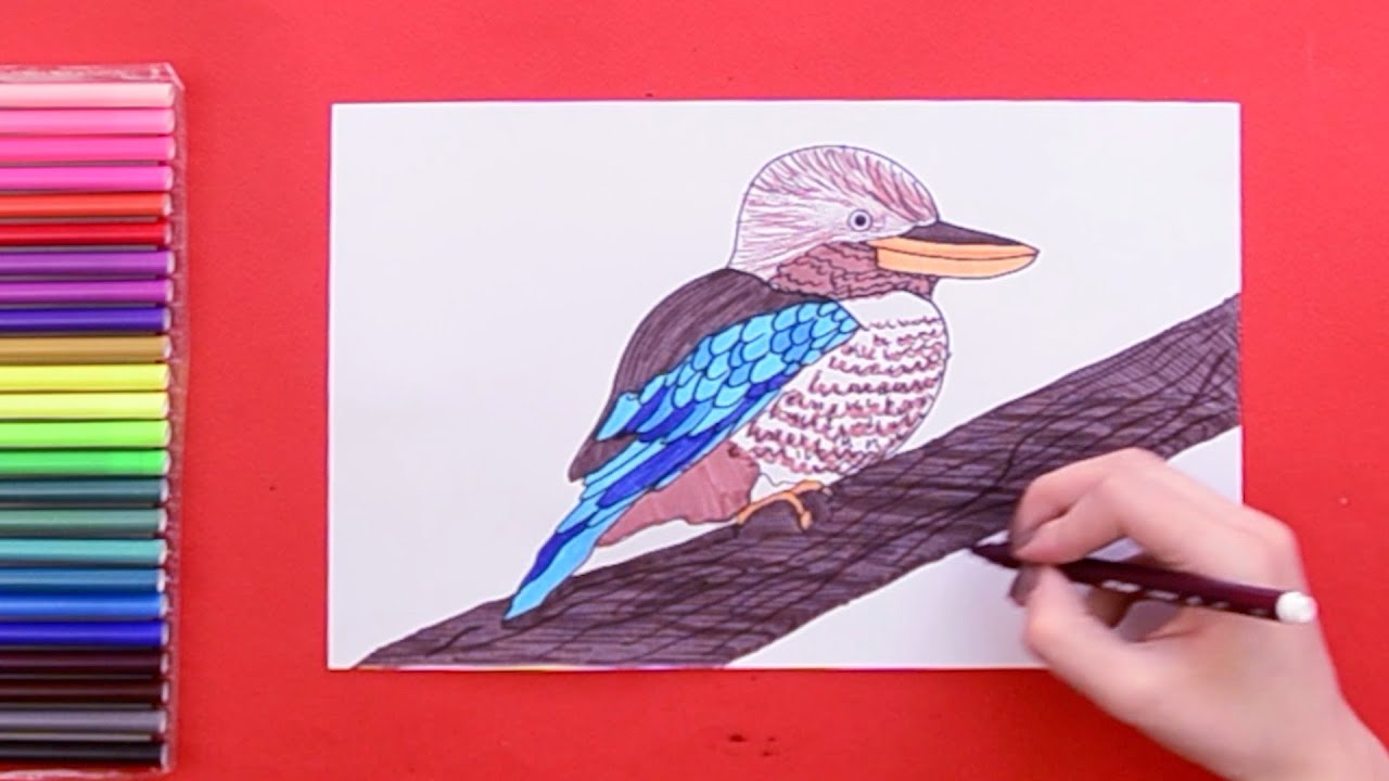 How to draw a Kookaburra bird