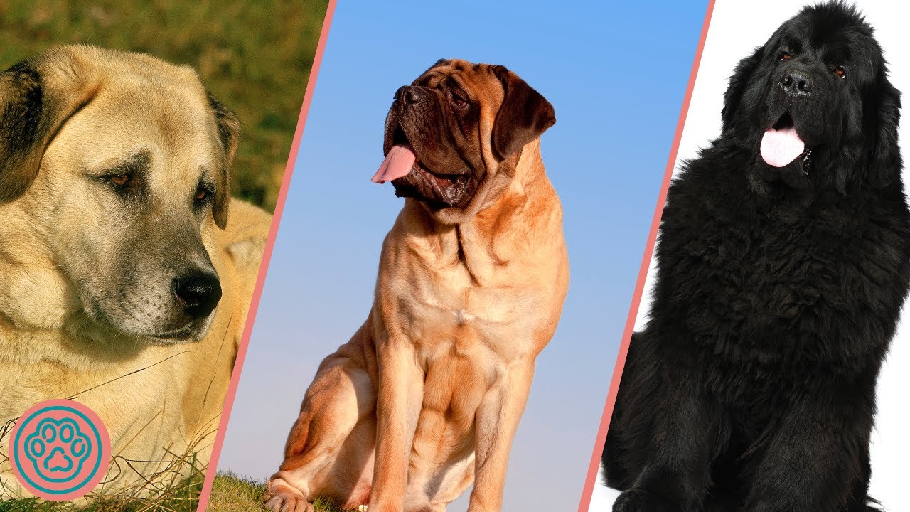 Top 10 Guard Dogs For Lazy Owners