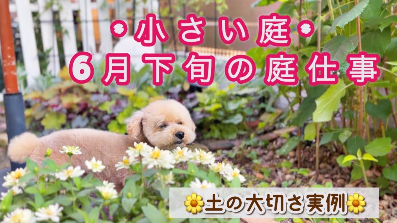 【*微生物の力*成長実例】超カルスncr vs 培養土の差/pw苗の移植と成長/マーガレットの挿し芽率/虫除け対策/失敗ナップル🍍/ブルーベリーの収穫