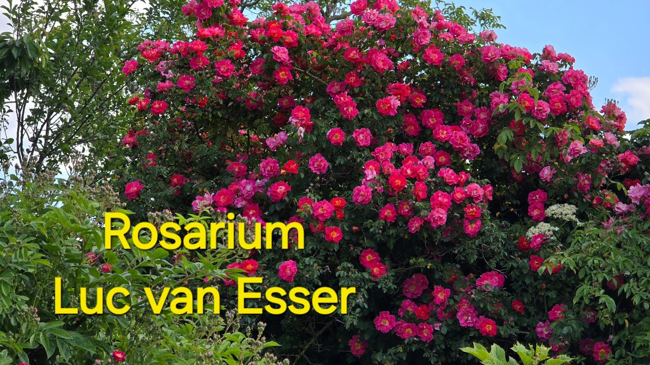 Bucketlist Hans Henriette Wilke. Rosarium Geistinger Landhoff, Luc van Esser.