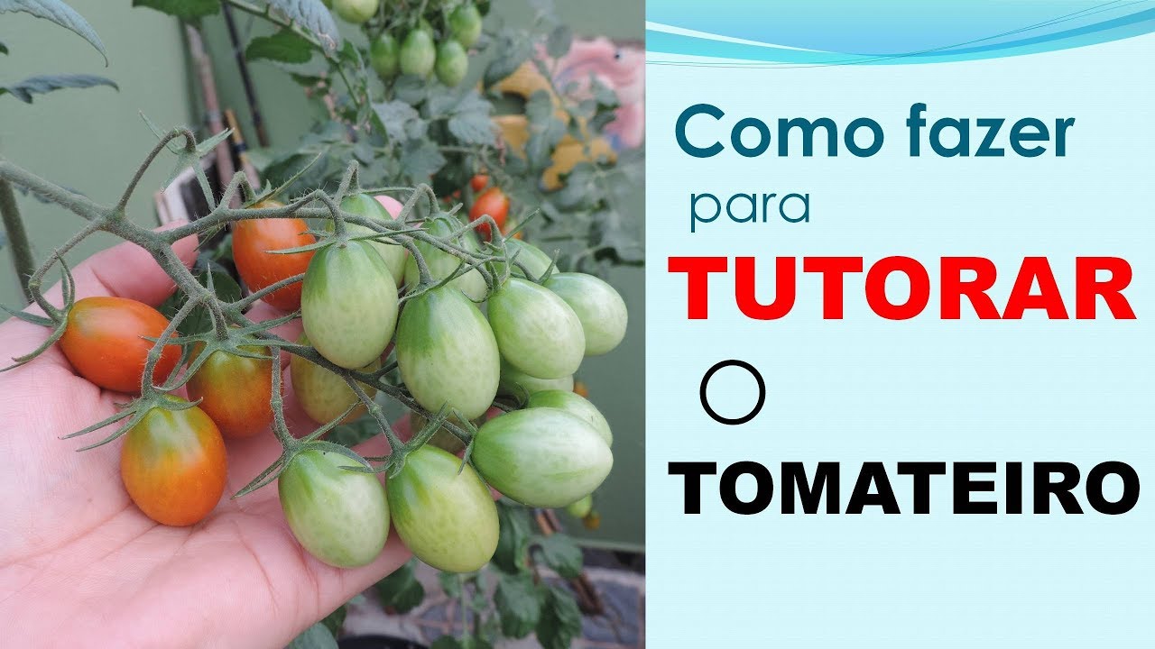 Plantei tomate em vaso e agora? Como tutorar o tomateiro