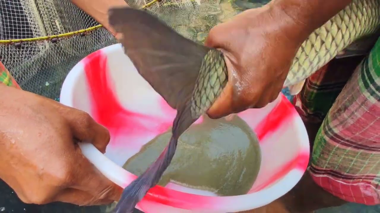 মাছের ডিম বার করা হচ্ছে!সম্পূর্ণ প্রক্রিয়া দেখুন 🔥লাগলে comment বক্সে যোগাযোগ করতে পারেন।