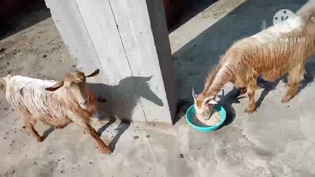مشروع تربية الماعز على سطح المنزل 🐐💸