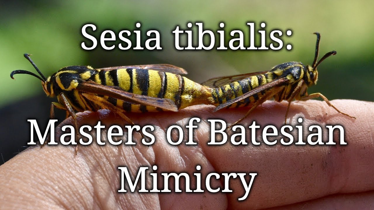 Sesia tibialis: Masters of Batesian Mimicry