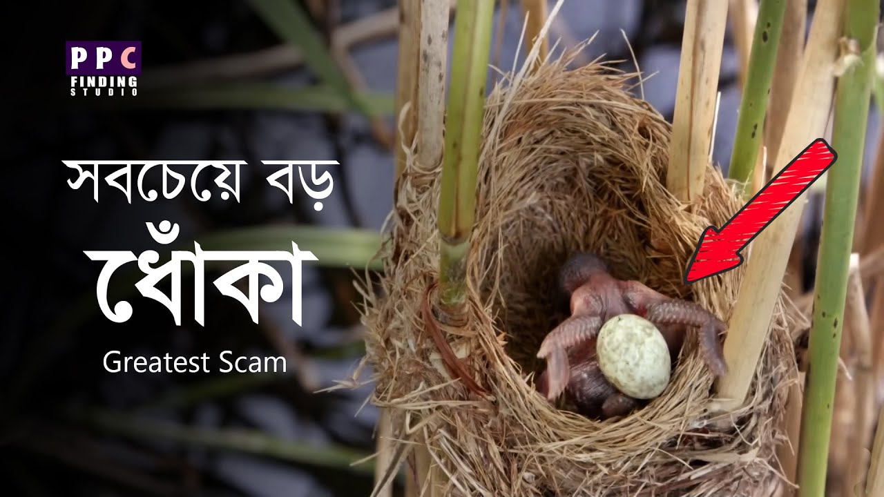 এটিই প্রাণীজগতের সবচেয়ে বড় ধোঁকা | This is the Greatest Scam of Nature | Reed warbler