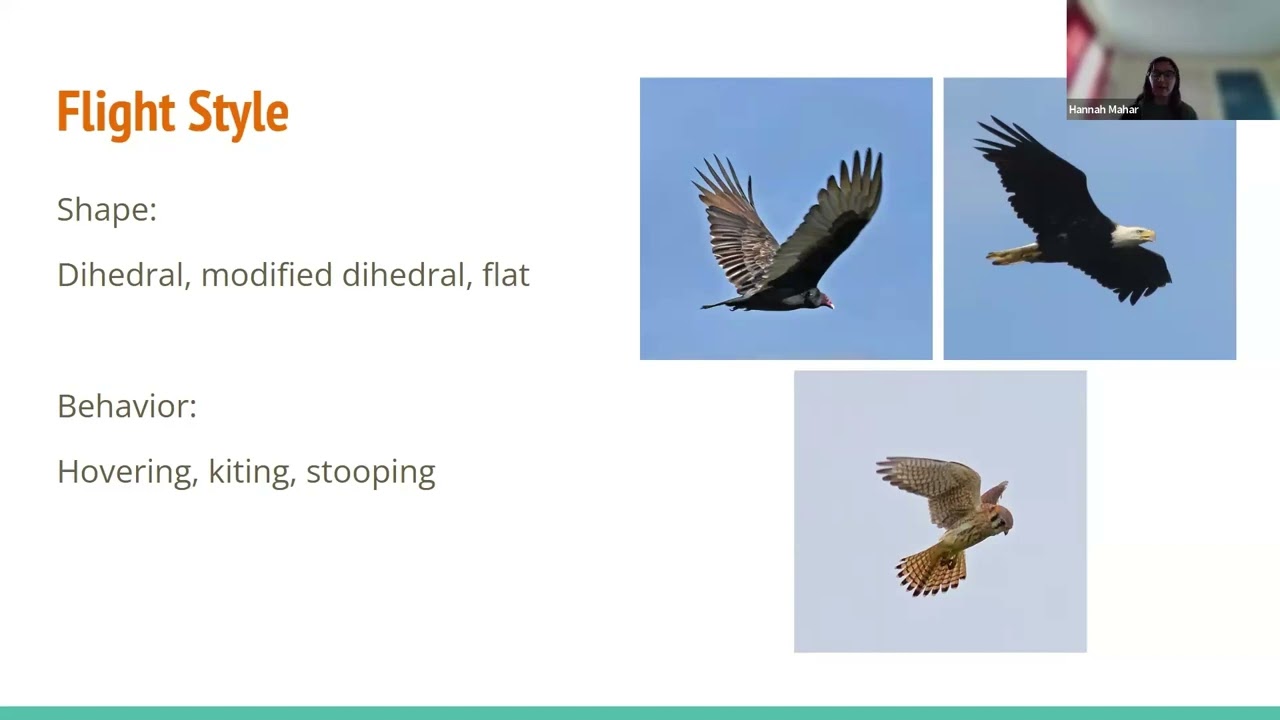 An Introduction to Raptor ID - Virtual Workshop