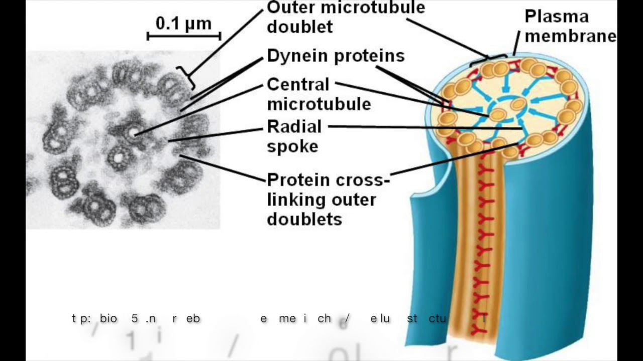 How Flagella Move - Bacteria vs. Eukaryotes