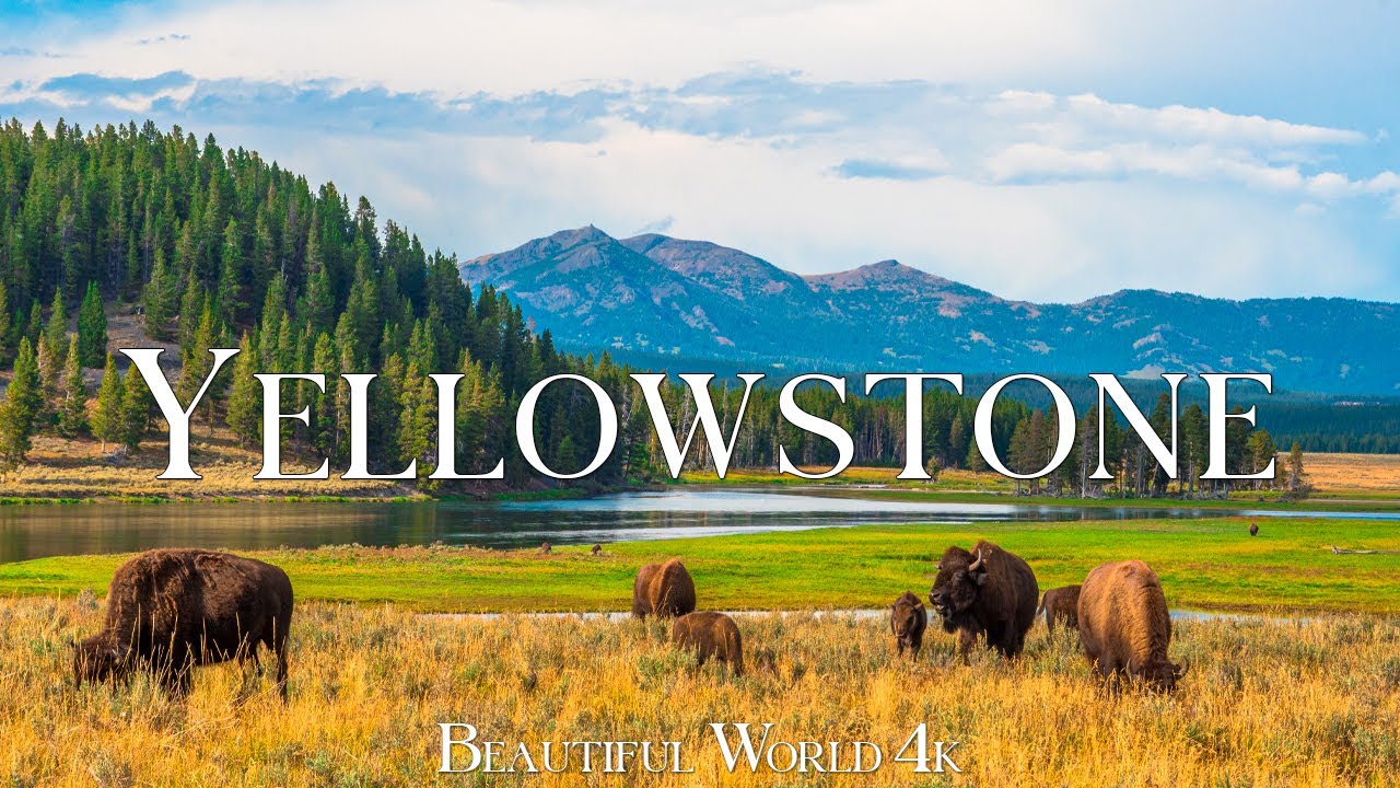 Yellowstone National Park 4K – Wild Landscapes of Heat, Water and Roaming Bison, Pines, Meadows
