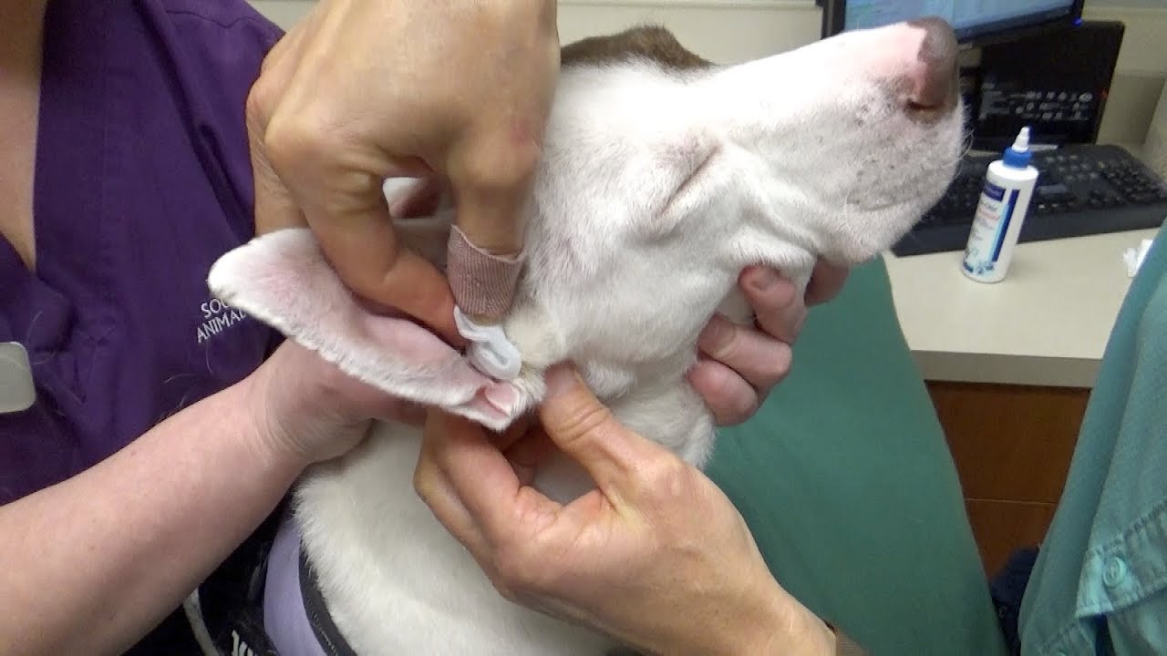 Ear Cleaning for Dogs | Southpoint Animal Hospital 27713