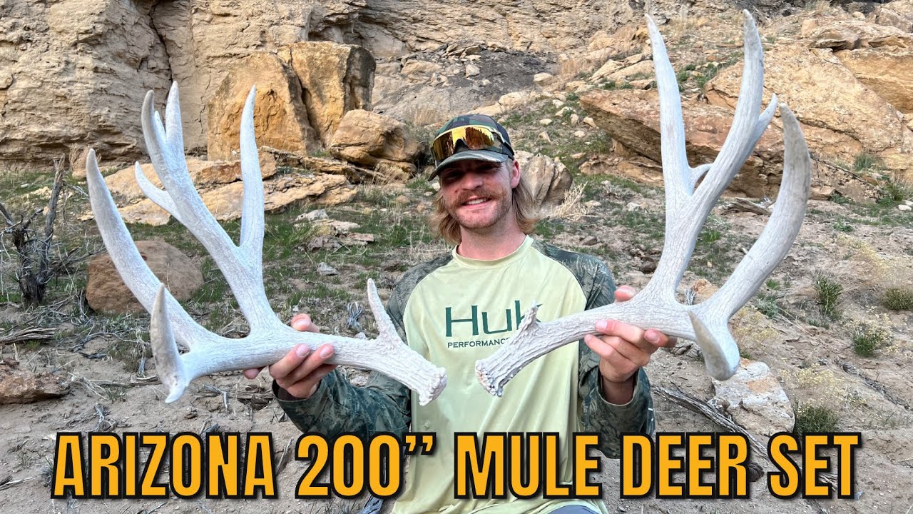 SHED HUNTING 2024 | НАБОР ДЛЯ МУЛА-ОЛЕНЬЯ 200 ДЮЙМОВ