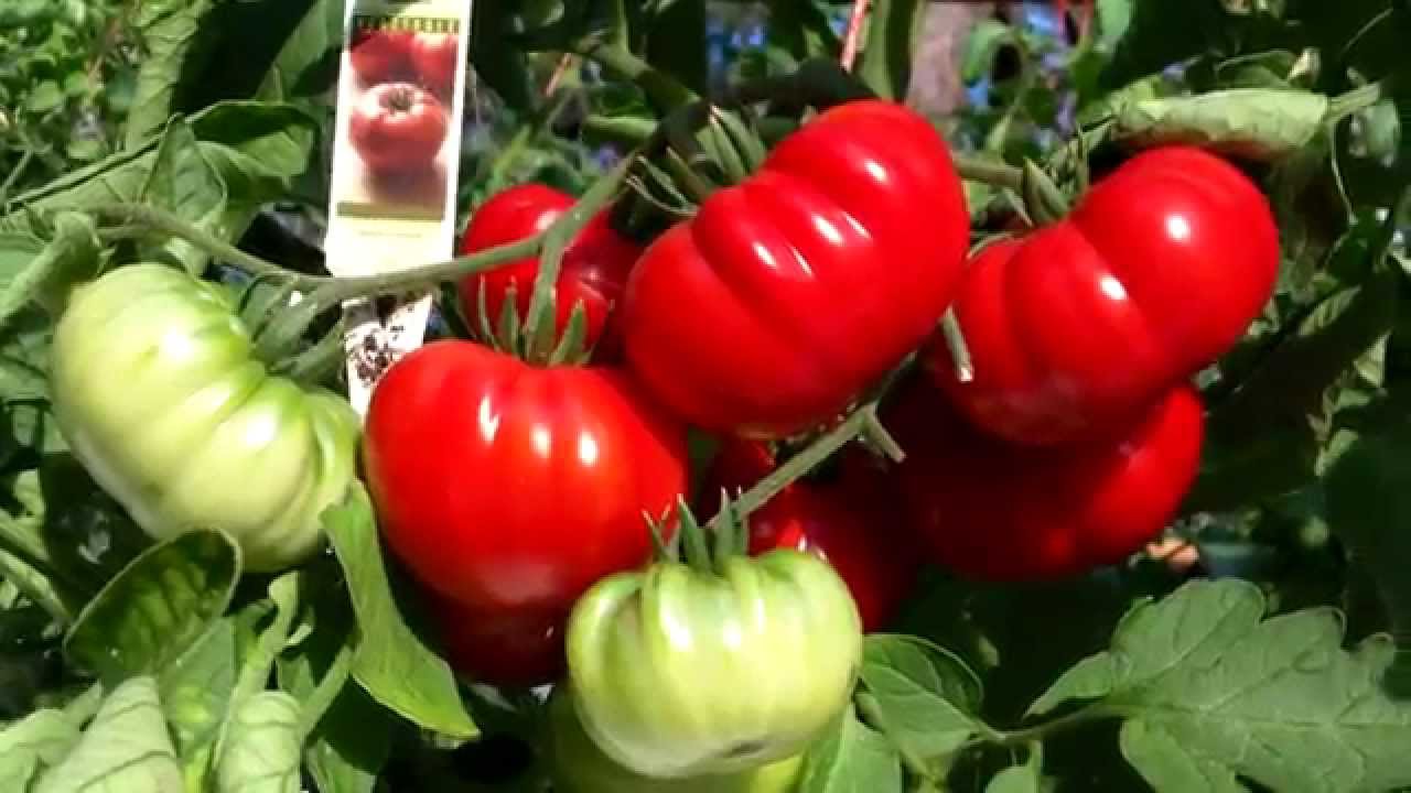 PlantProfile : Genuine