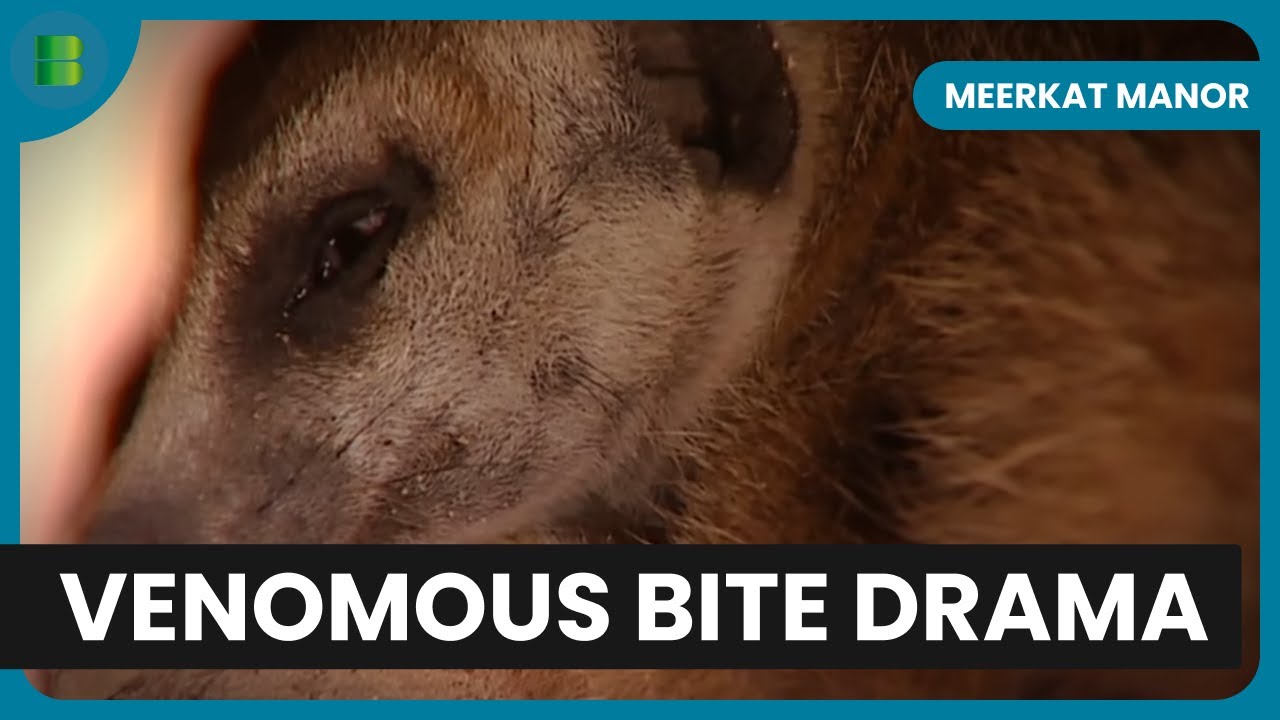 Meerkat Battles Deadly Puff Adder Venom | Meerkat Manor | Banijay Wild
