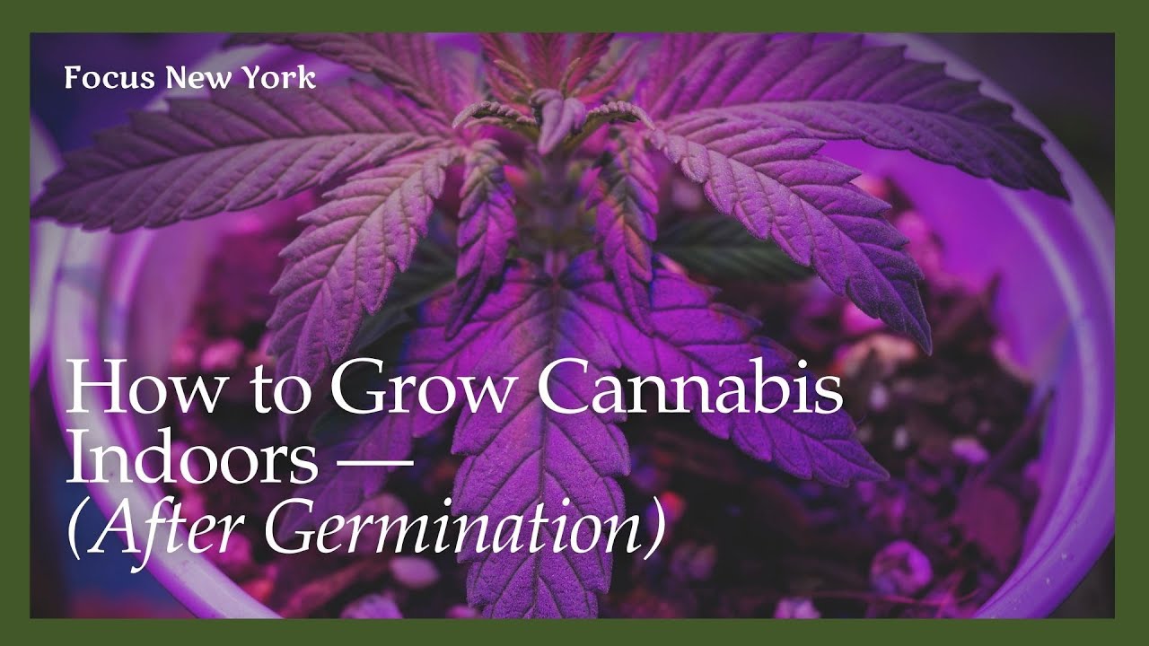 How to Grow Cannabis Indoors (After Germination) By Focus New York