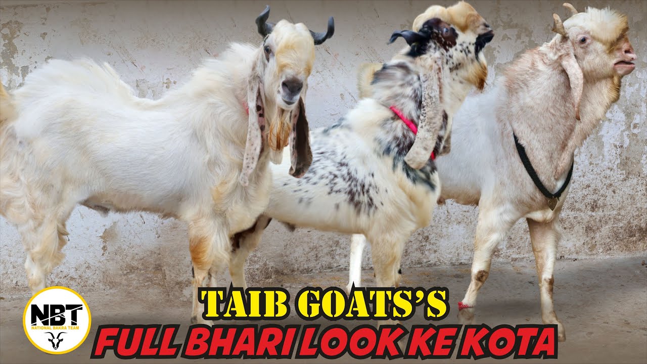 Full Bhari Look Ke Kota At Taib Goat&rsquo;s 