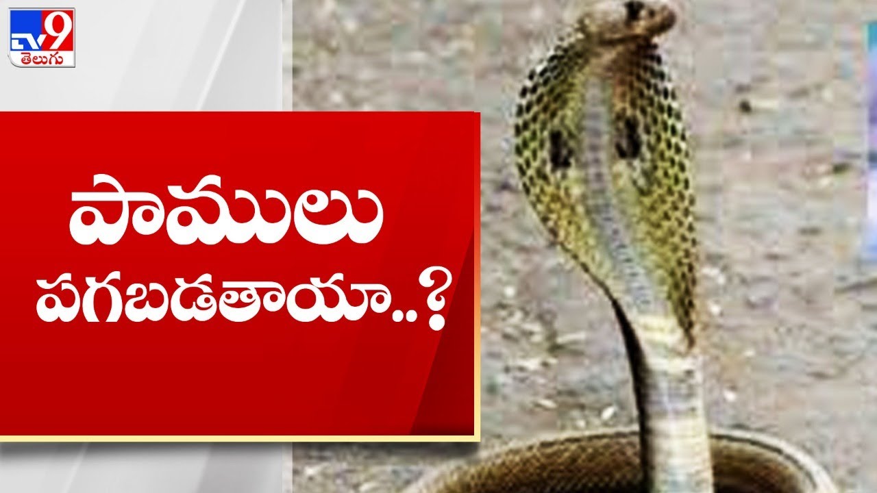 పాములు పగబడతాయా..? || Snake Revenge - TV9
