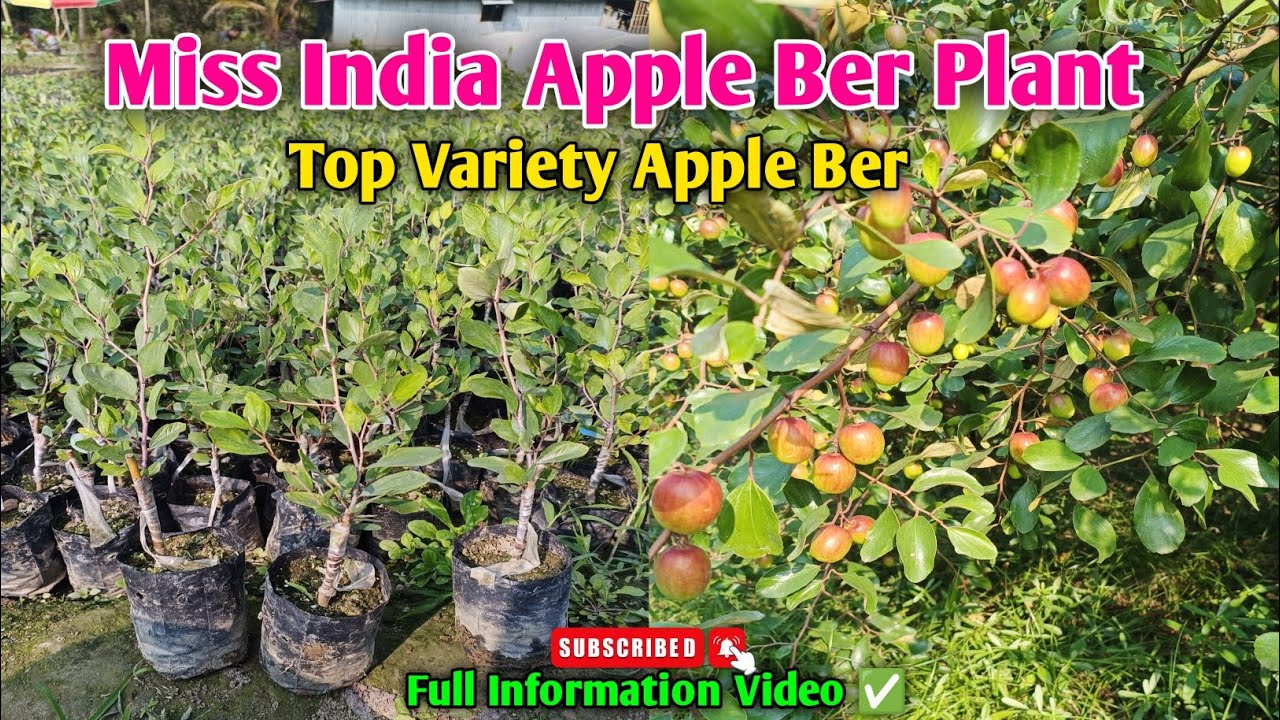 Miss India Apple Ber Plant Top Variety Apple Ber Full information video apple ber ki kheti