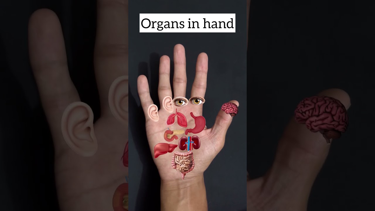 Organs in hand (hand Reflexology )