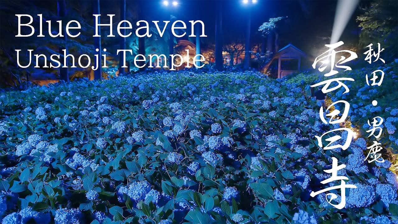 男鹿あじさい寺 雲昌寺の紫陽花 死ぬまでに行きたい！世界の絶景 日本の絶景編 第1位！Japan 4K Hydrangea flowers Temple - Oga Unsyoji