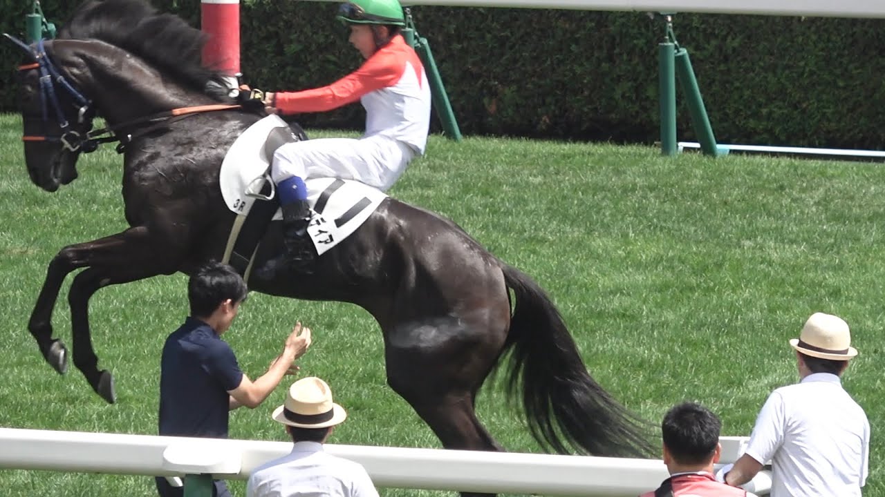 【現地 暴走】2025 レオンバルディアが騎手を乗せたまま暴走し除外になる【札幌競馬場】