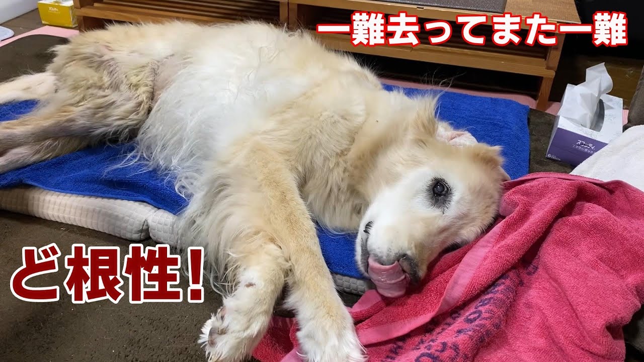 【一難去ってまた一難】体の事です。下半身麻痺してるので、抱っこして下半身シャンプーしています。スッキリして暴れた翌日は、病院だったんです。トホホな日々。