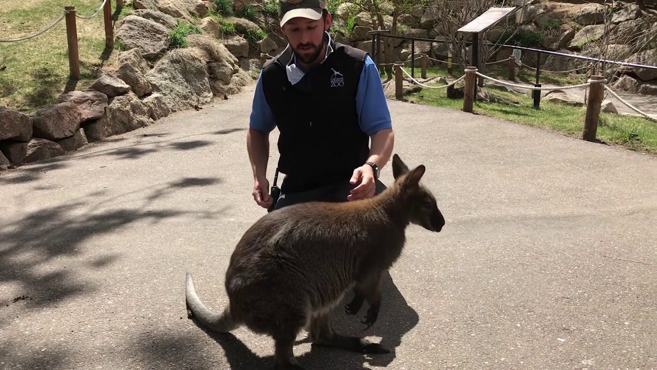 Abnormally Normal: Wallaby Keeper Talk
