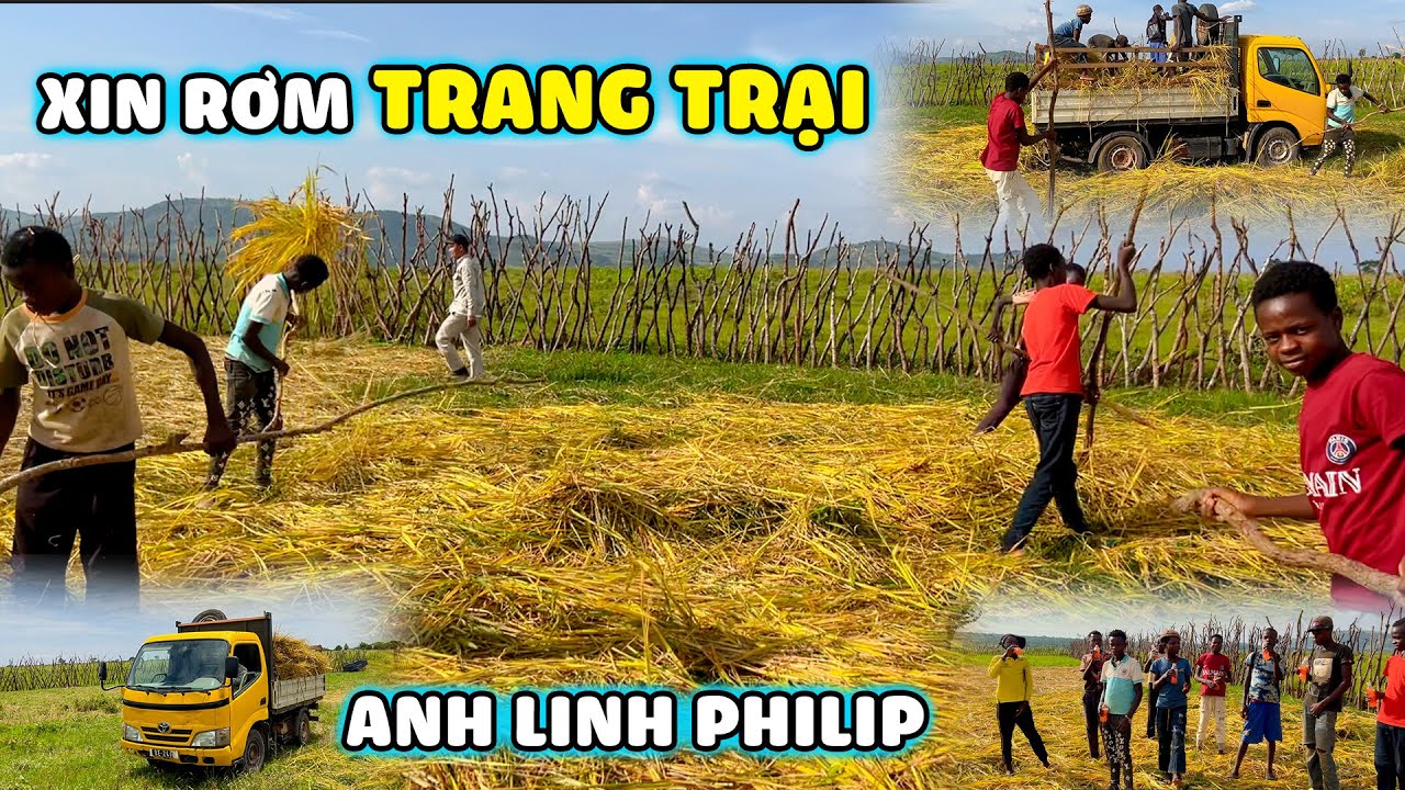Quanglinhvlogs ||  Số Lượng Lớn Rơm Được Cung Cấp Bởi Trang Trại Anh Linh Philip