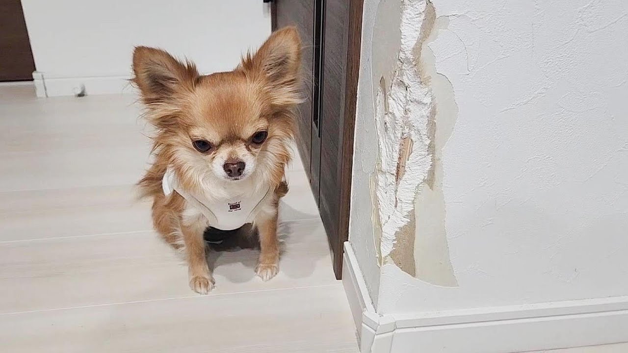 チワワの子犬を迎え入れるということは…