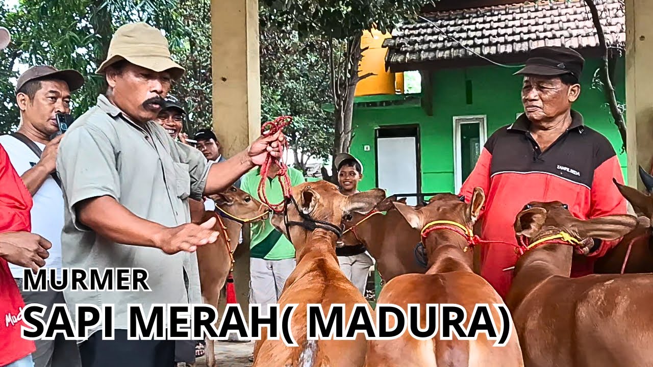 SAPI MERAH MURMER - OWNER KARAPAN SAPI TURUN LANGSUNG  KE PASAR