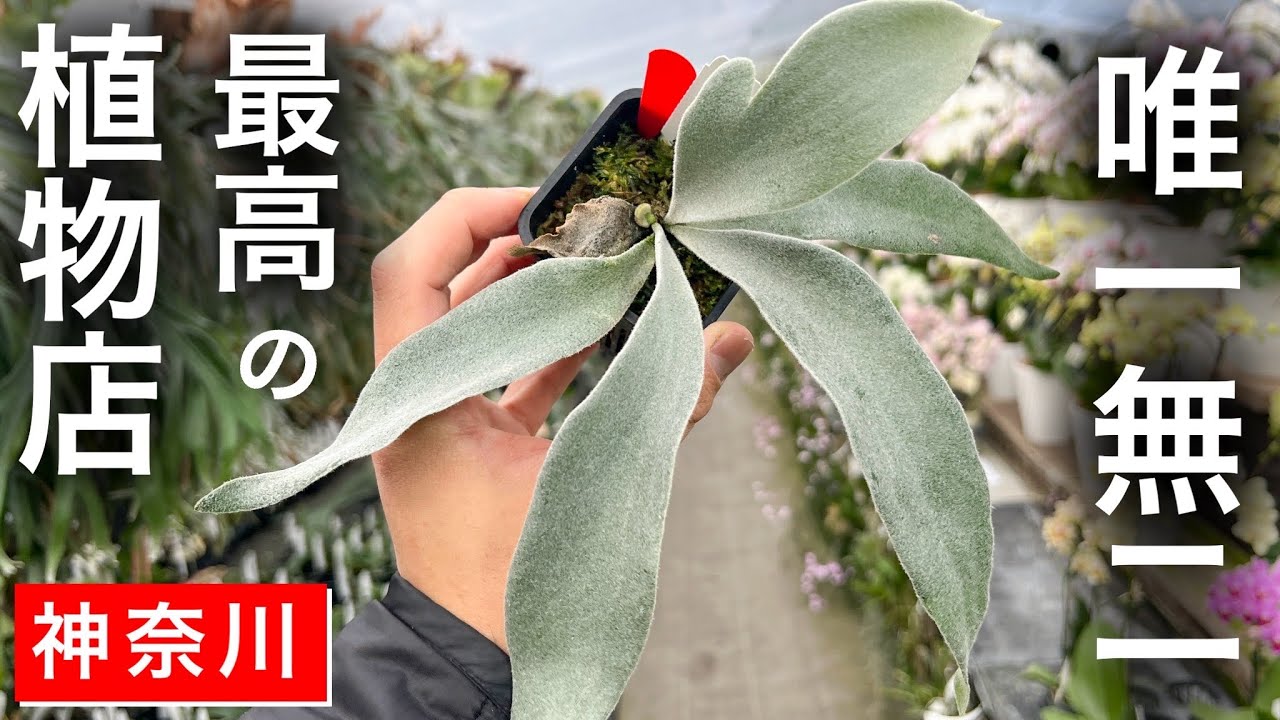 【2024最新】ハイクオリティで