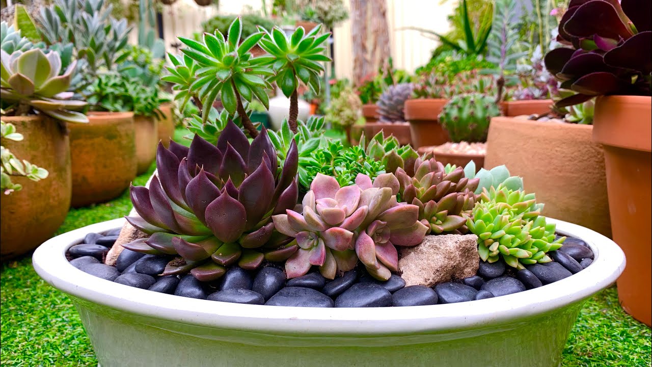 Oval Shaped Bonzai pot Succulent Arrangement