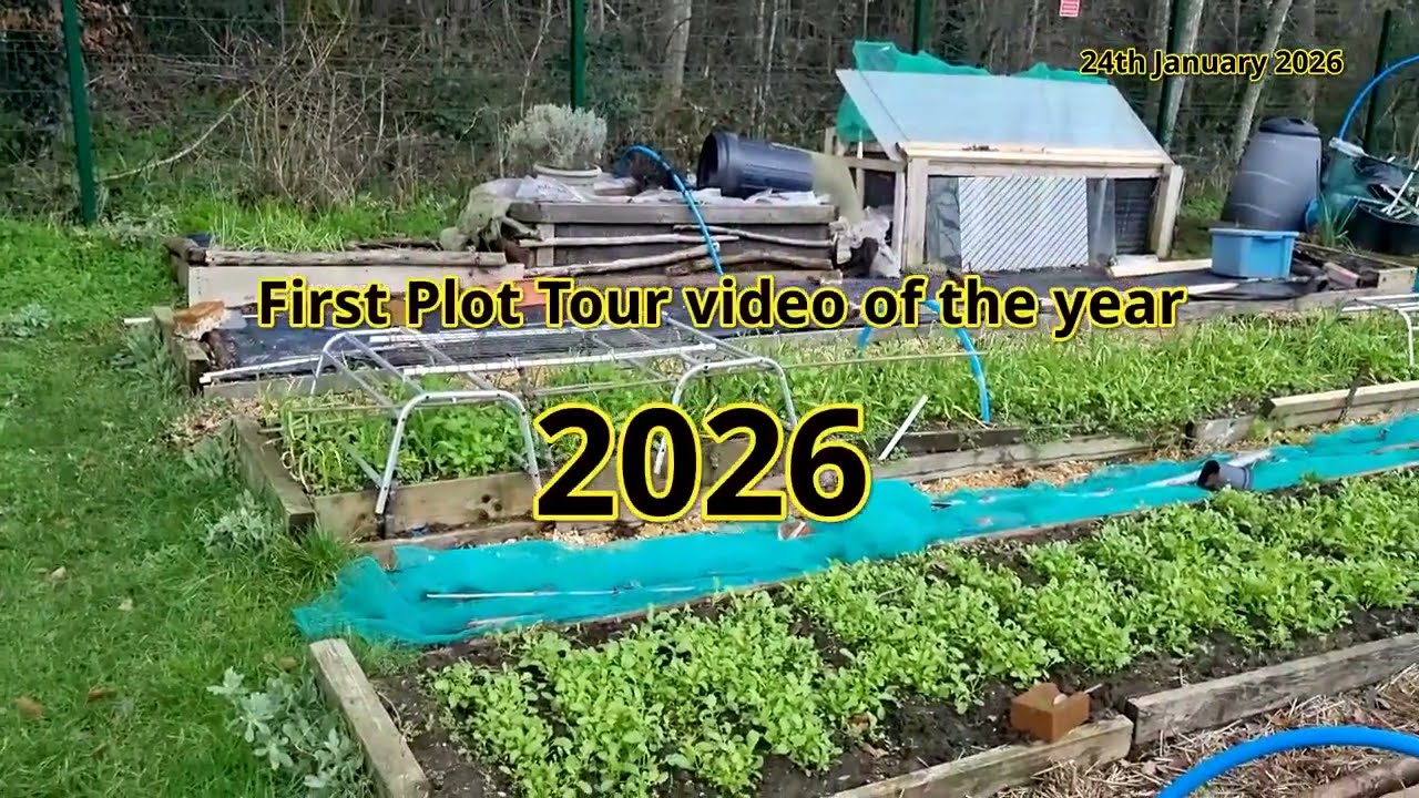 Plot Tour -  What is growing on the allotment on  24th January 2026