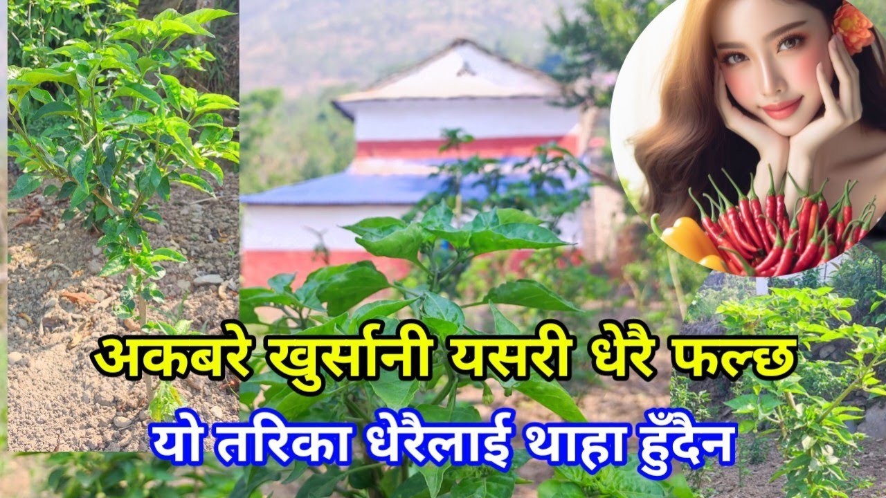 यस्तो गोप्य तरिकाले अकबरे खुर्सानी धेरै वर्ष लगातार फल्छ र धेरै उत्पादन गर्न सकिन्छ