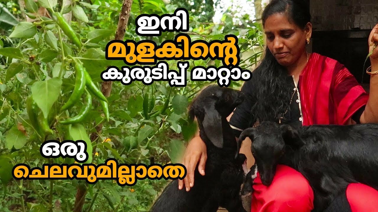 ഇനി മുളകിന്റെ കുരുടിപ്പ് മാറ്റാം ഒരു ചെലവുമില്ലാതെ | Mulaku Krishi | Chilli Malayalam Farming Video