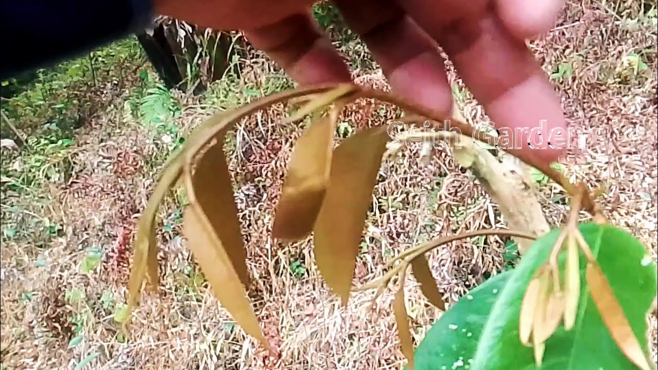 Luarrr Biasa, Efek positif air hujan terhadap Durian premium jenis Bawor 👍 responnya cepat 