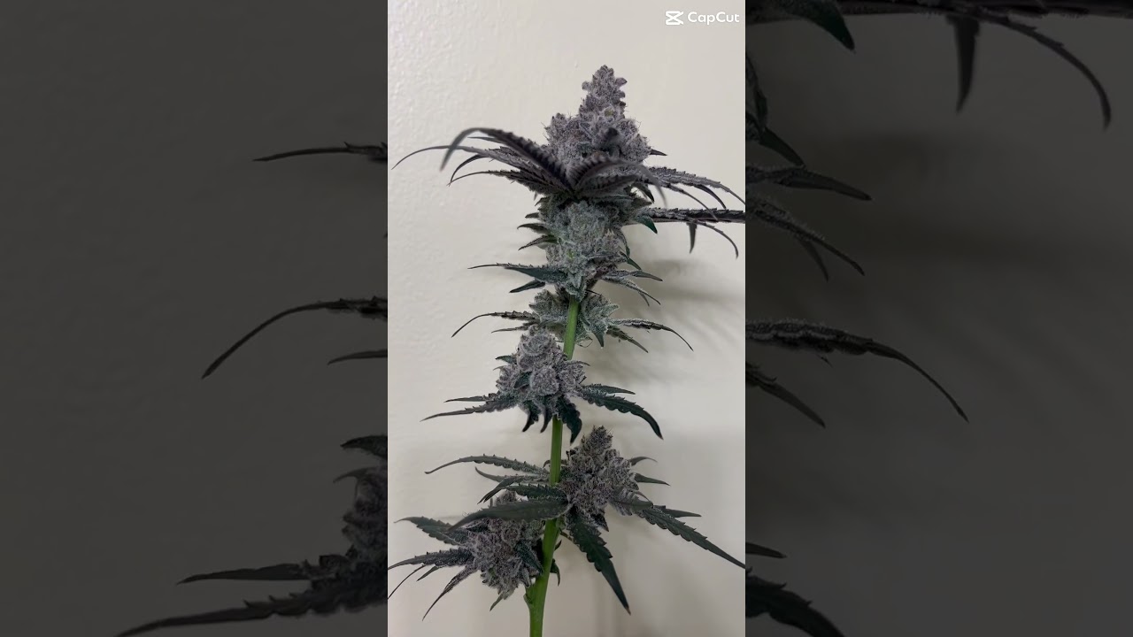 Solfire FX3 pheno on Cropsalt Nutrients flushed with Cropsalt Cake #cropsalt #indoorgardening #weed