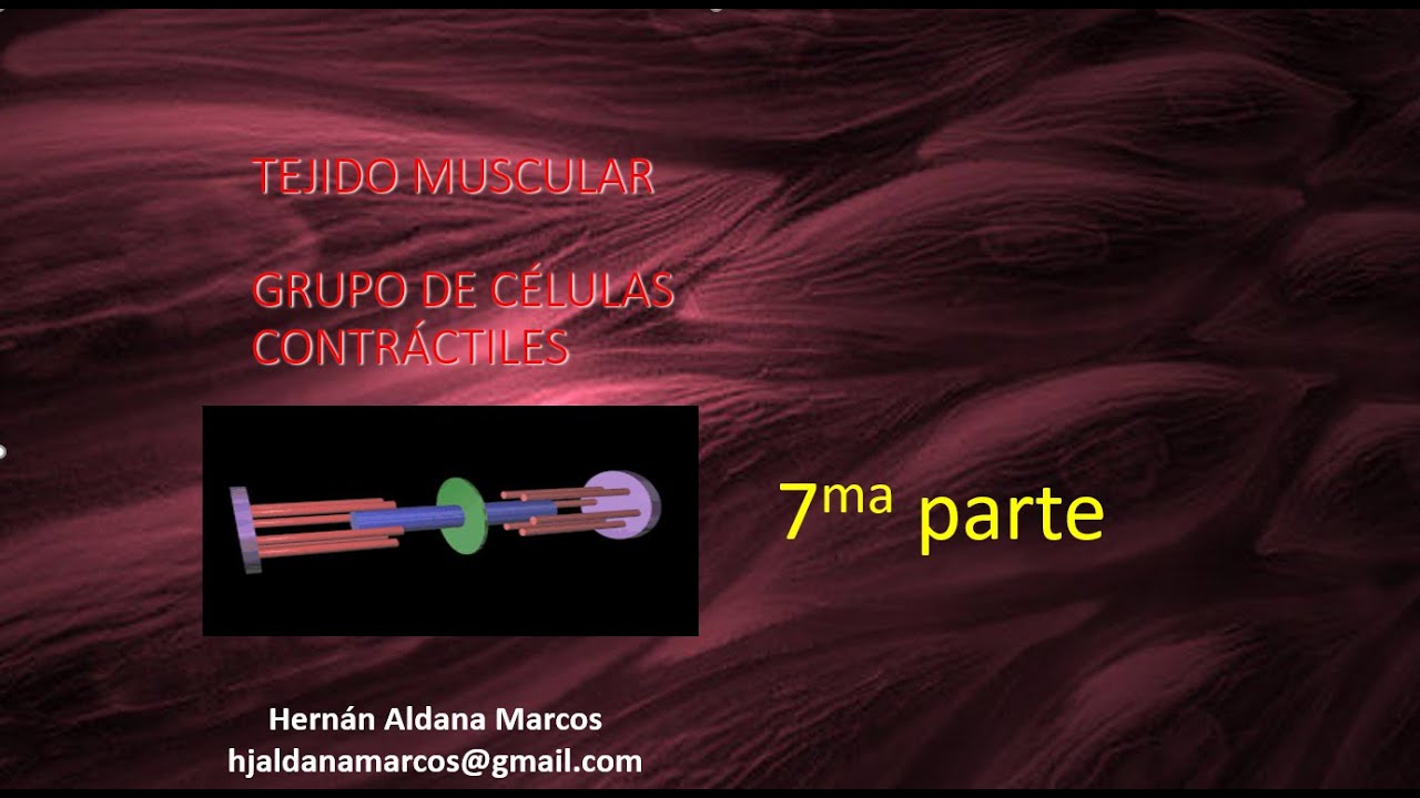 Tejido muscular séptimo video de 9. Hernán Aldana Marcos