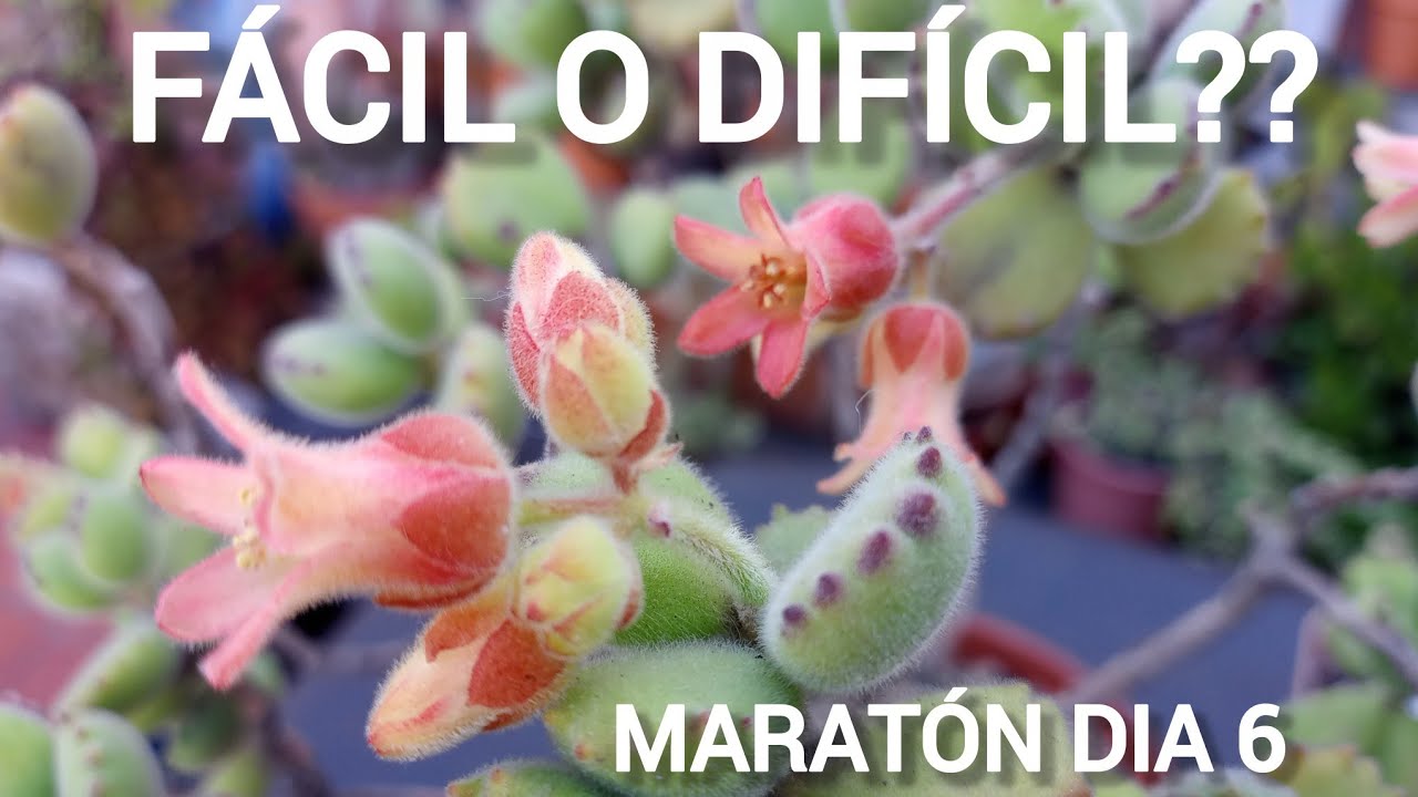 COTYLEDON TOMENTOSA/GARRITA DE OSO/#lasplantasdegeral #suculentas #jardin #garden #plants #flowers 
