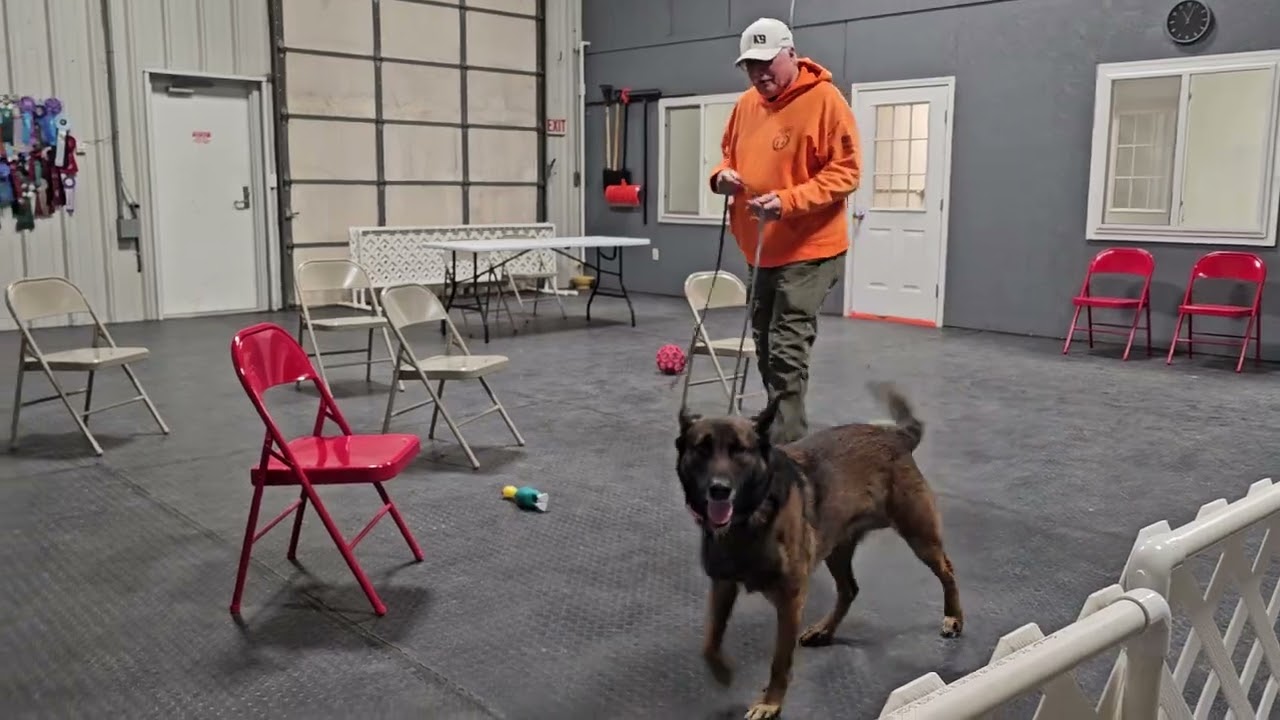 Advanced Nosework Class 