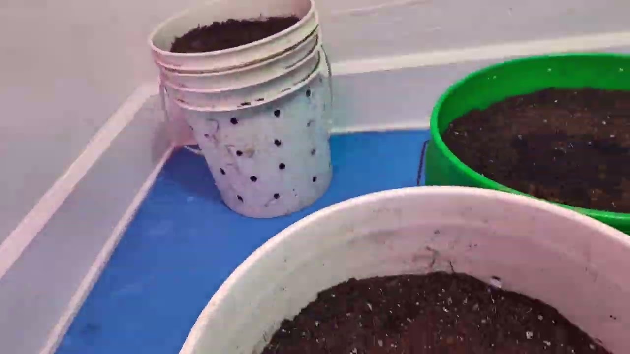 growing weed right ,the vault and dabber Dan. the difference in time popping seeds