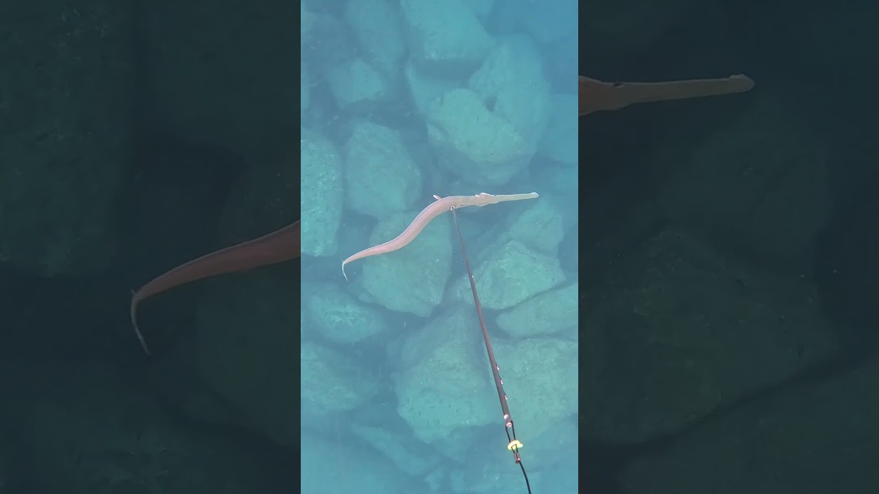 Pipefish (Dudka), Sargo & a Small Barracuda &mdash; Mediterranean Spearfishing #shorts