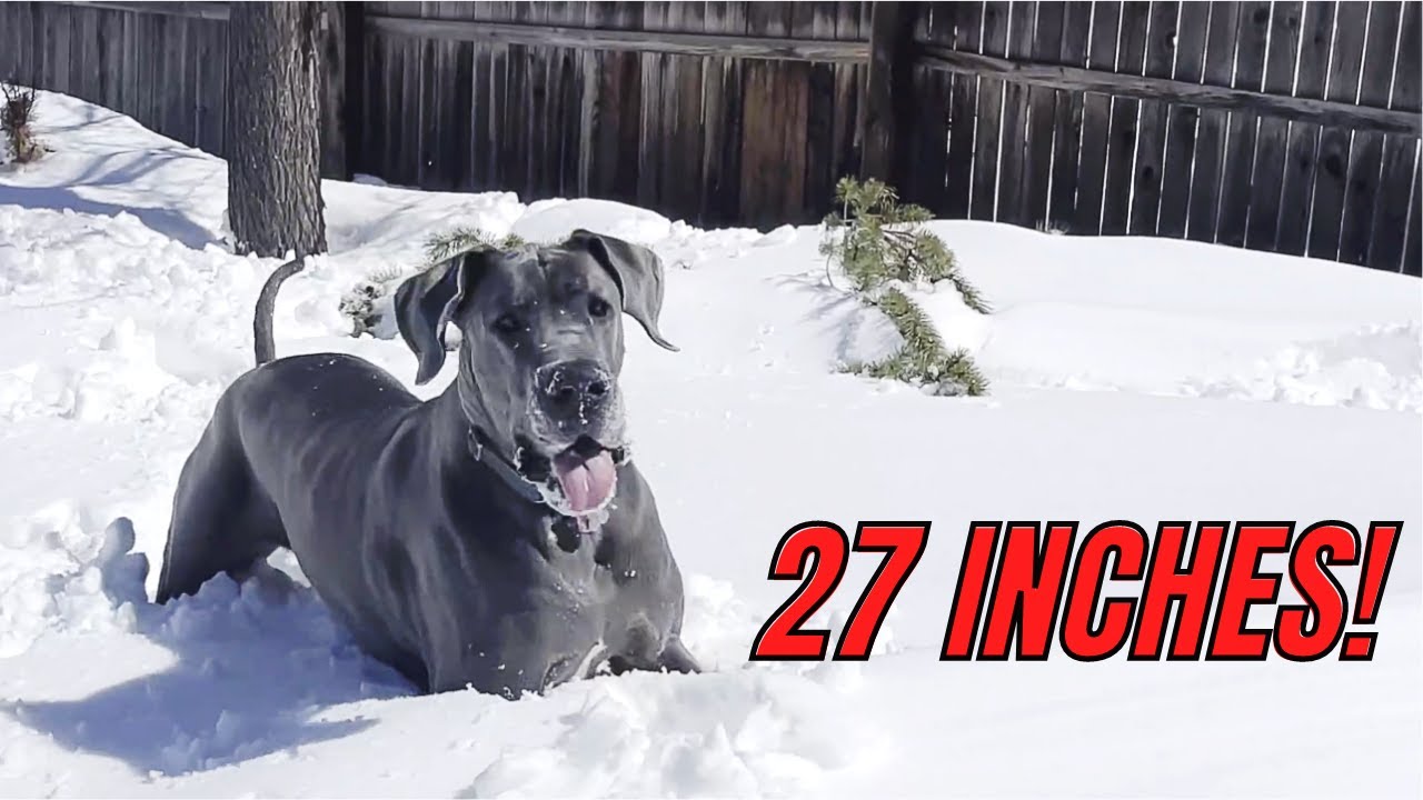 Great Dane vs Snowpocalypse!