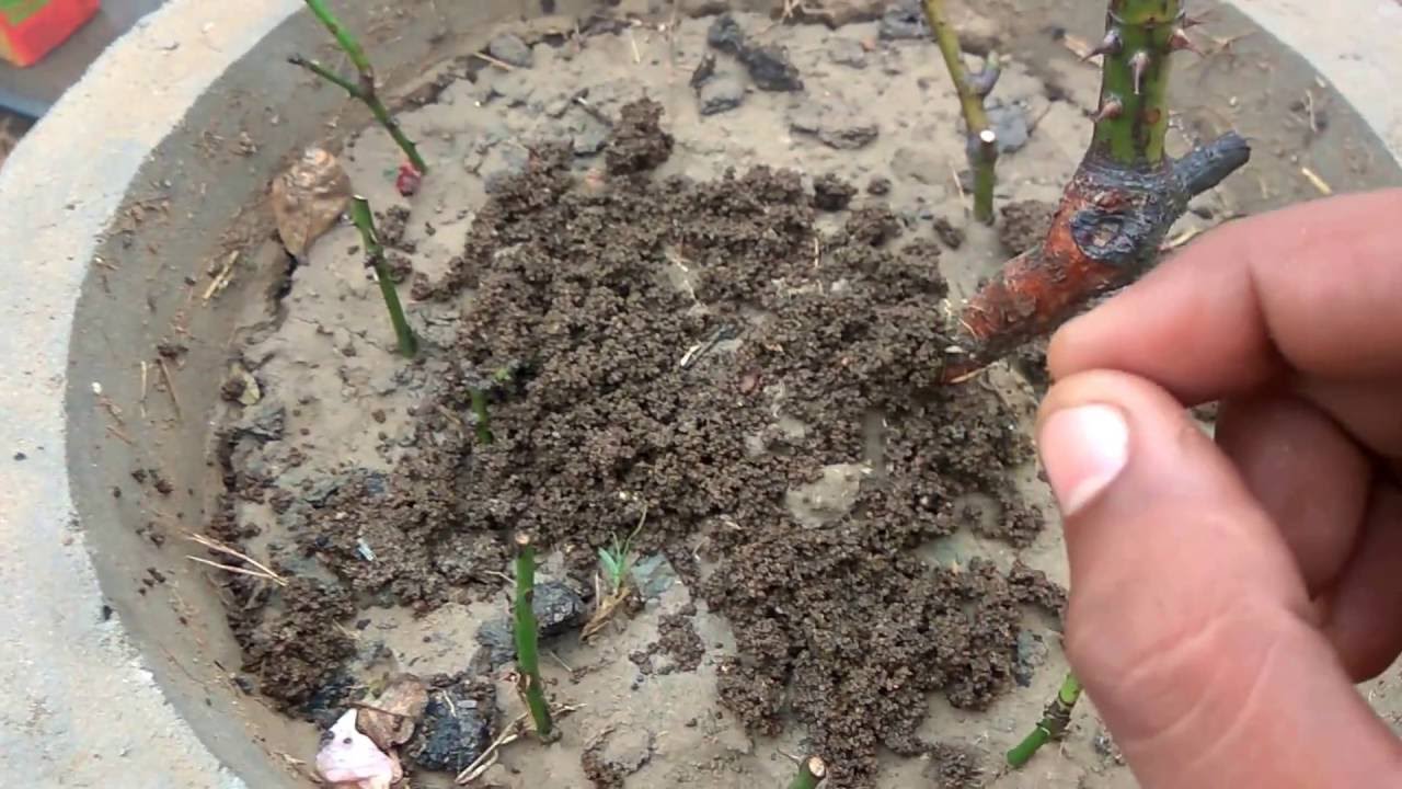 How to make organic fertilizer for my rose plant || Rose fertilizer by Awesome garden
