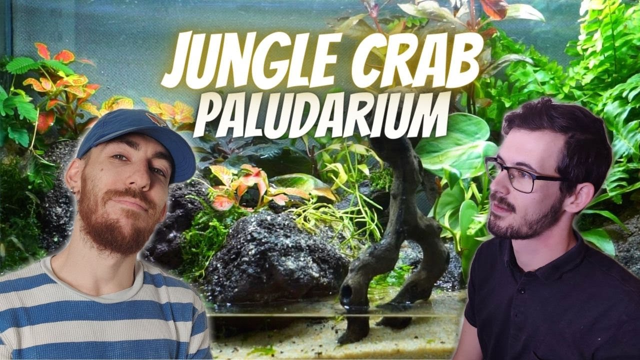 Crabe Paludarium - Une jungle dans l'Aquacave