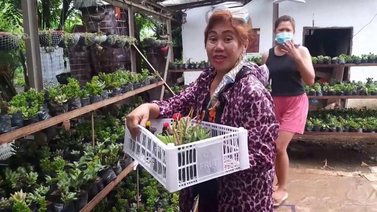 Mini Dino Park and Eco-garden Tour