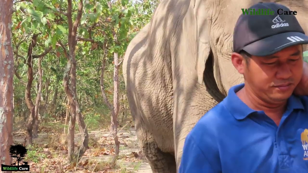 Phnom Tamao Wildlife | Document Cambodian Wildlife Conservation | Wild Animals Video