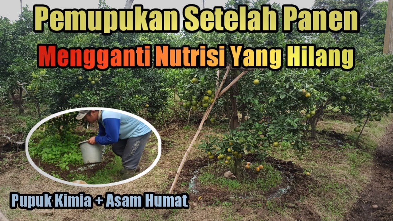 Pemupukan Jeruk Setelah Panen ( Pupuk Kimia Dan Asam Humat )